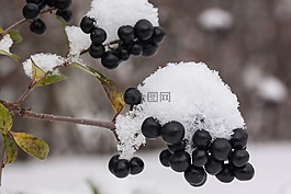 新西蘭,雪,白