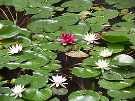 睡蓮,花,水生植物