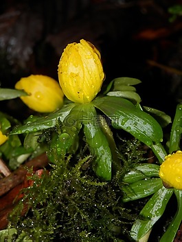 黃色,綠色,花