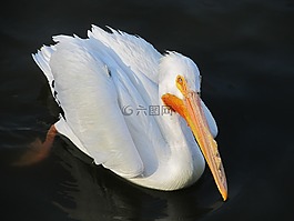 鵜,鳥,野生動物