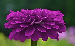 花,紫色,開(kāi)花