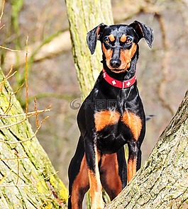 動(dòng)物,狗,犬