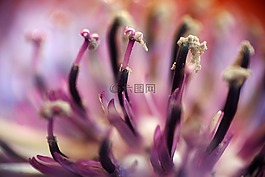 開花,廠,花