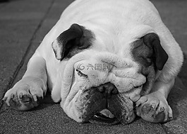 牛頭犬,狗,睡眠