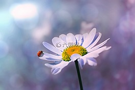 瓢蟲,花,瑪格麗特