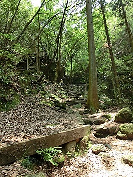 樓梯,路徑,森林