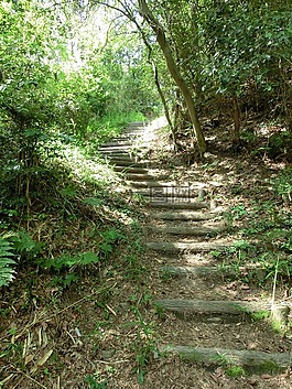 樓梯,森林,一步