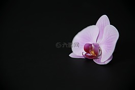 花,蘭花,開花