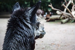 羊駝,動物,動物肖像