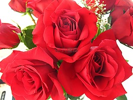 玫瑰,紅色,花