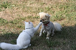貓,國(guó)內(nèi)的貓,藏族格犬