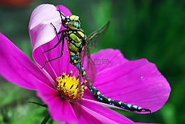 蜻蜓,昆虫,cosmea
