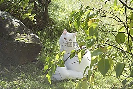 貓,國內(nèi)的貓,甜