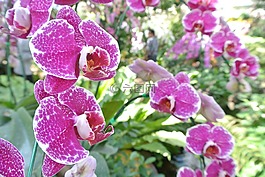 鮮花,蘭花,自然