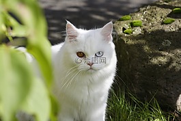 貓,國內的貓,ekh