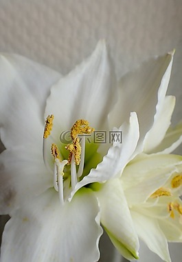 花,性質(zhì),廠