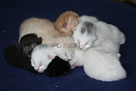 貓,家貓,小貓