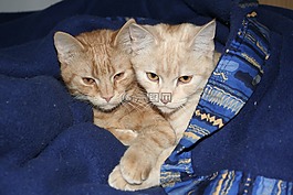 猫,家猫,欧洲短毛