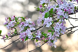 鮮花,春,櫻花