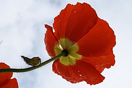 花,性質(zhì),花瓣