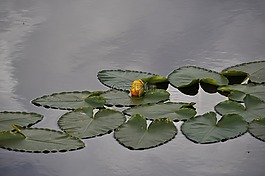 水,百合,花