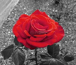 花園玫瑰,玫瑰,紅色