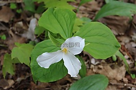 鮮花,trilliums,省級