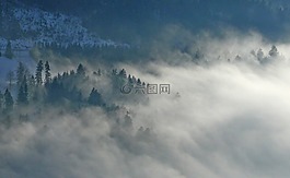 霧,性質(zhì),冷杉