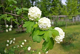 雪球树,鲜花,花的