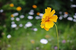 花,黃色,風(fēng)景