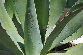 龍舌蘭,仙人掌,廠