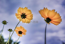 花,黃色,風(fēng)景