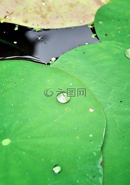 蓮花,葉,綠色