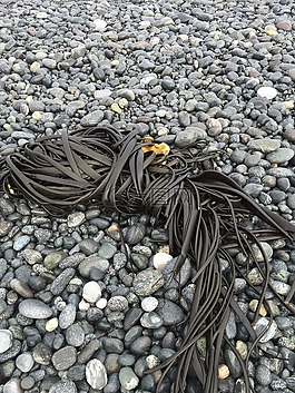 海藻,海帶,海灘