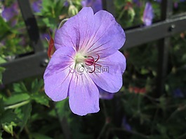 蓝花,花园,蓝色