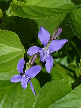 紫羅蘭,鮮花,葉