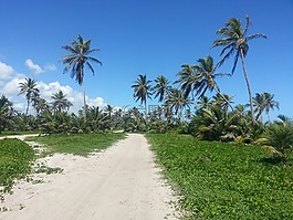 棕櫚樹,黃沙路,景觀
