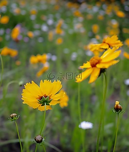 花,黃色,風(fēng)景
