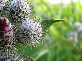 薊,自然,植物
