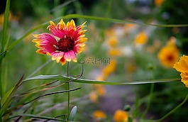 花,黃色,風(fēng)景