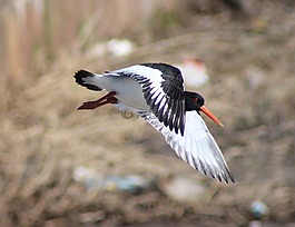 haematopus ostralegus,鳥(niǎo),飛行