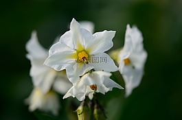 馬鈴薯開(kāi)花,開(kāi)花,性質(zhì)