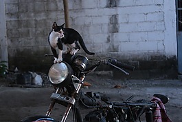 猫,摩托车、 自行车,摩托车