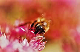 性質(zhì),花,昆蟲