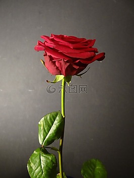 玫瑰,花,廠