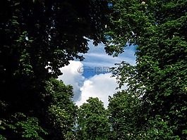 樹,公園,天空