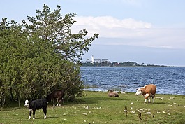 瑞典,景觀,海