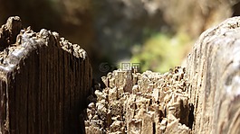 木材,關(guān)閉了,自然