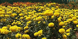 万寿菊,黄色,花