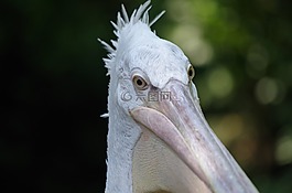 鵜鶘,鳥,動物